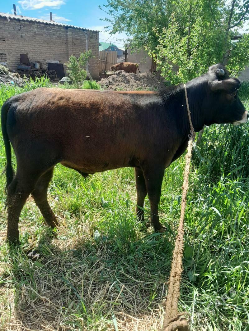 okuz - Бабадайхан - img 1