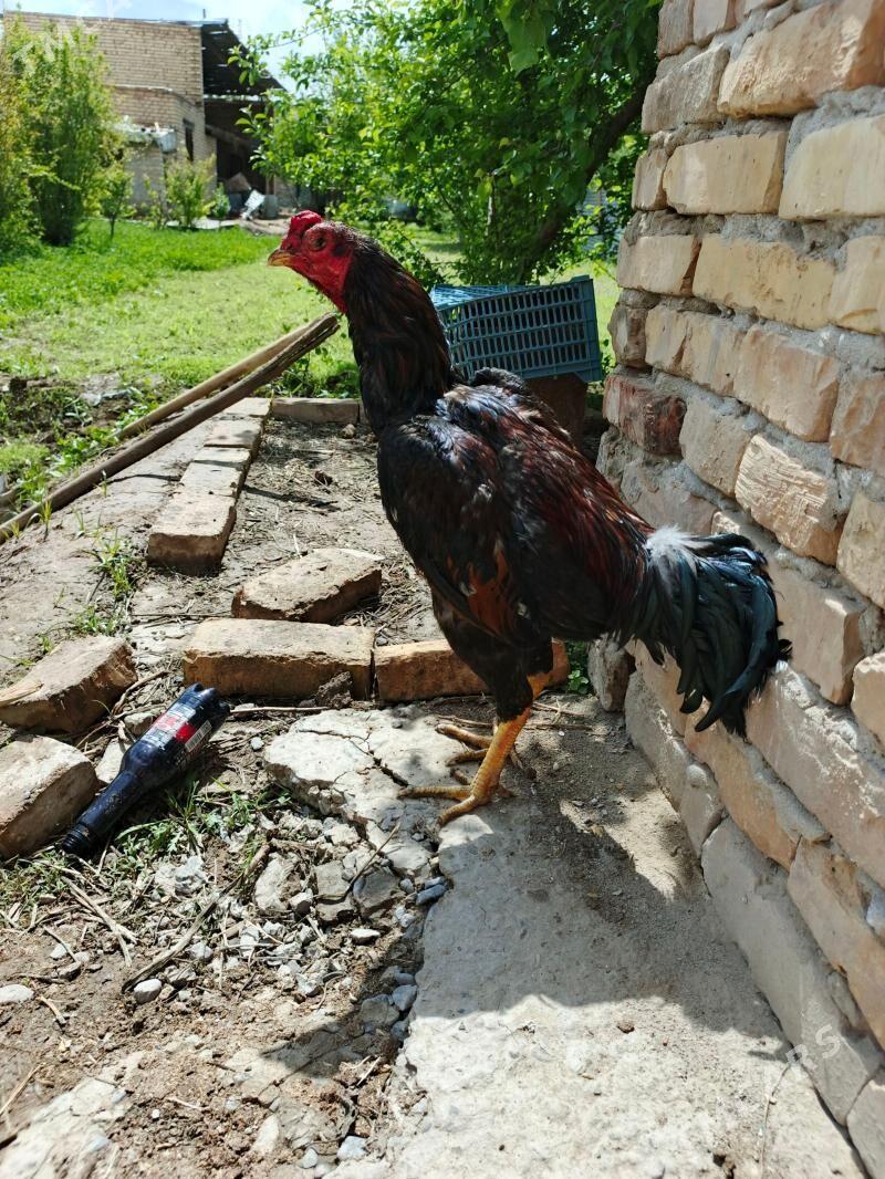 жуже - Çärjew - img 1