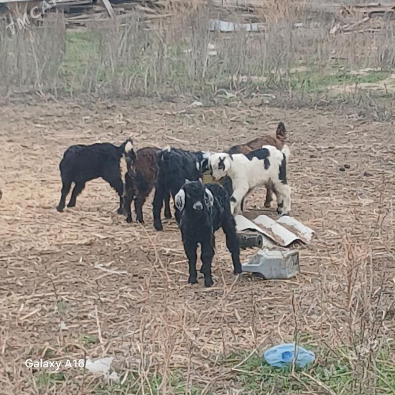 Owlakly Gecy - Бахарден - img 1