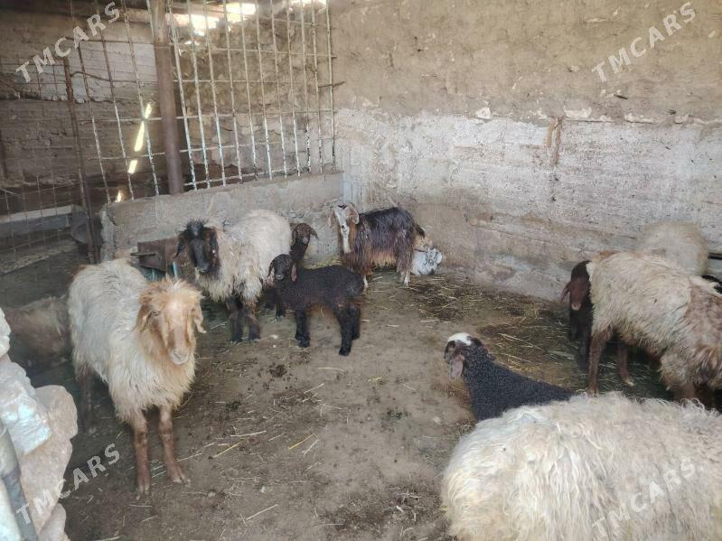 Erkeç owlakly geçi - Balkanabat - img 1