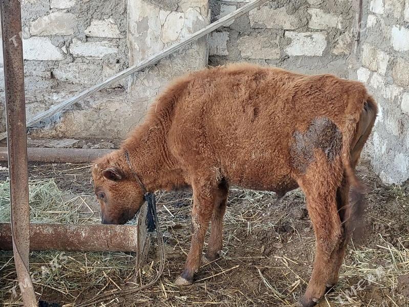 окуз - Balkanabat - img 1