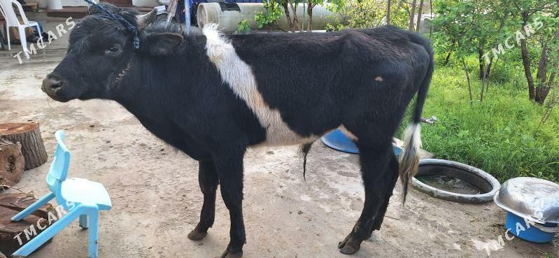 Okuz - Яшлык - img 1