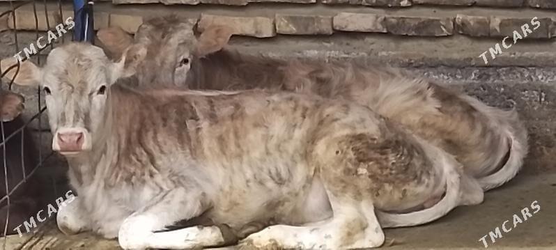 okuz-tuwe - Бахарден - img 1