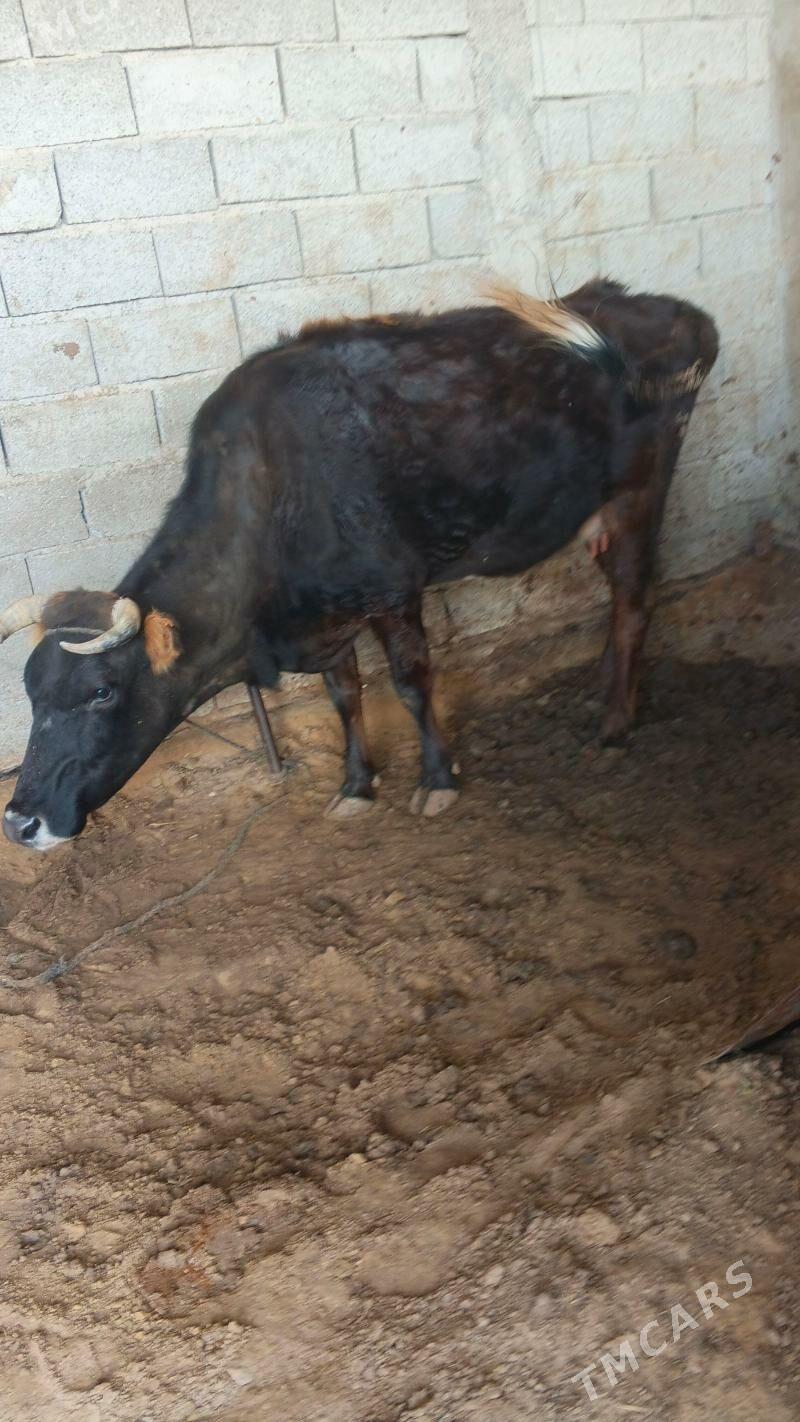 göleli sygyr - Чоганлы - img 1