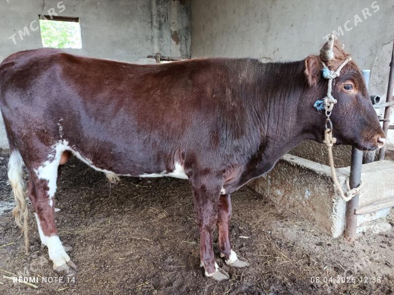 okuz - Sakar - img 1