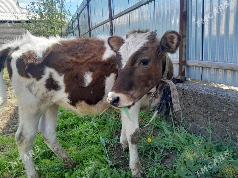 gulajyn - Wekilbazar - img 1