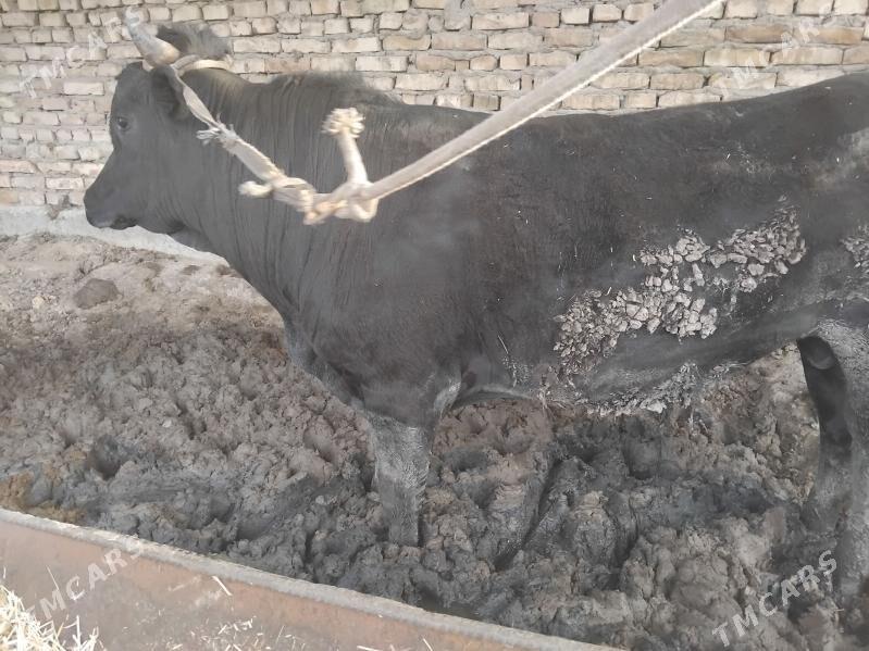 окуз öküz - Чарджоу - img 1