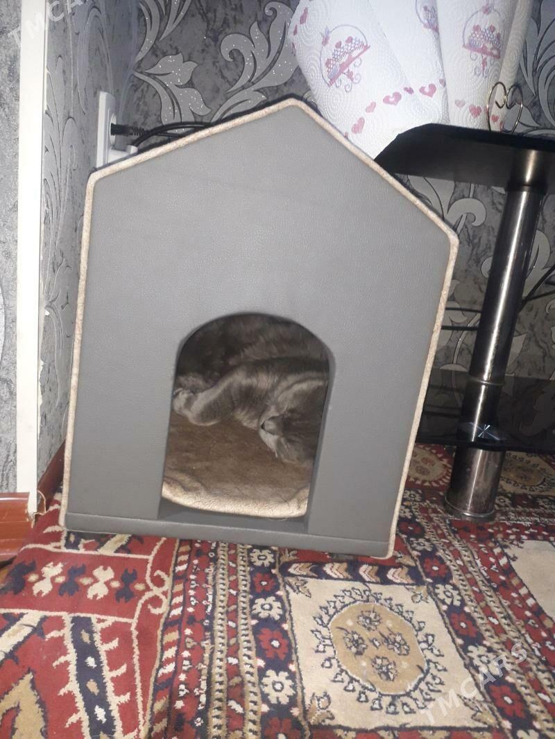 pişik jaÿy - Mary - img 1