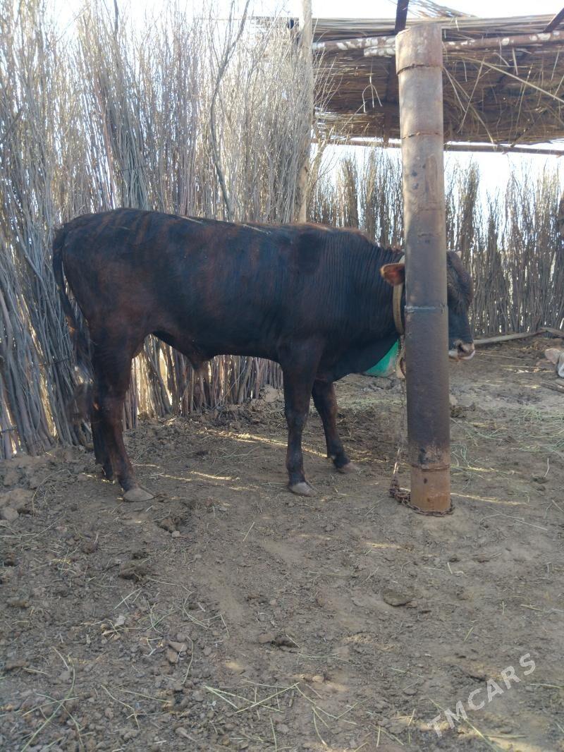 öküzçe - Mary - img 1