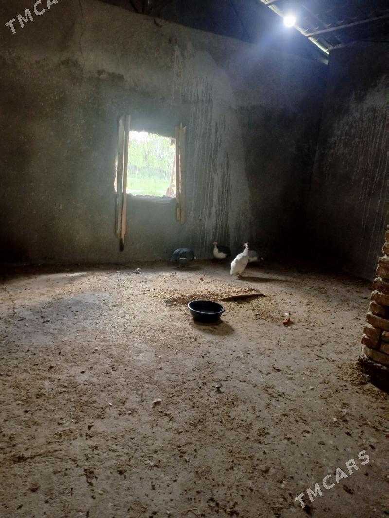 gus - Gökdepe - img 1