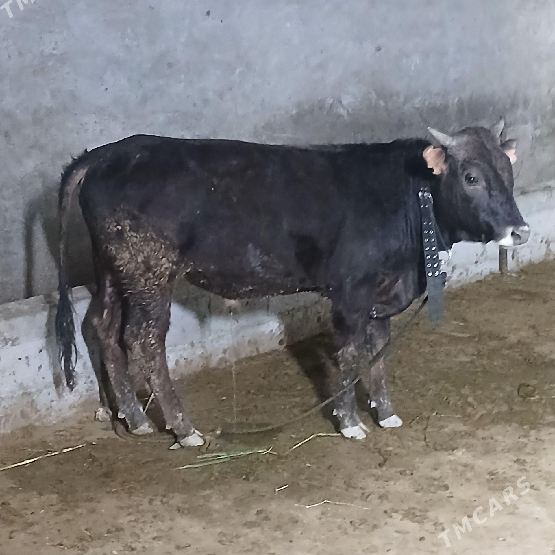 okuz swes - Büzmeýin - img 1