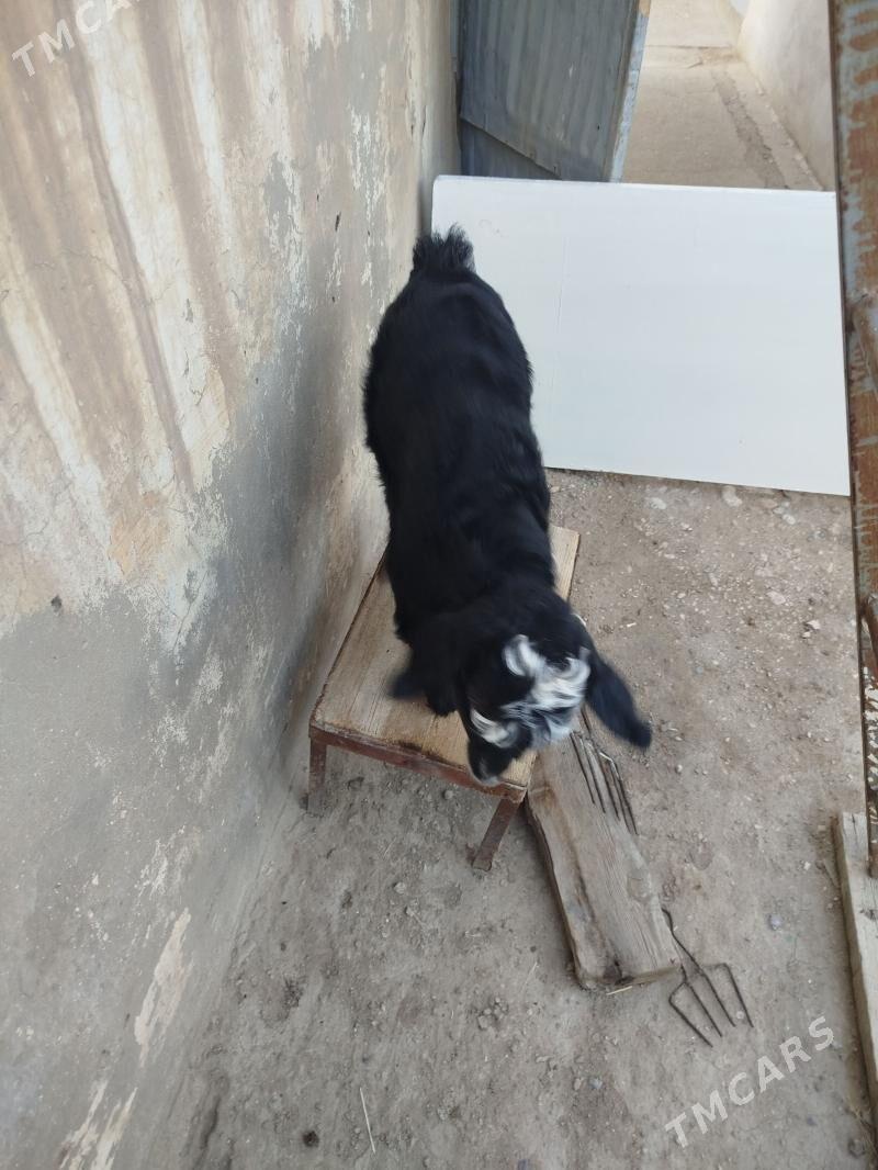 owlak - Gumdag - img 1