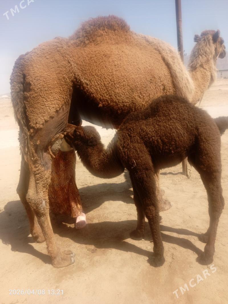 kosekli duye - Джебел - img 1