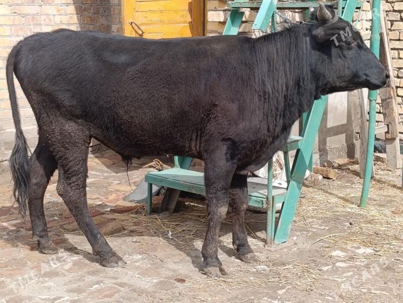 3 sany okuz - Туркменабат - img 1