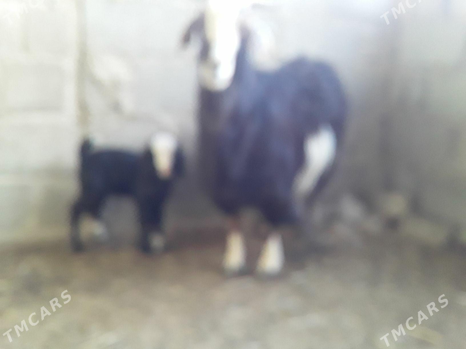 Owlakly geçi - Гумдаг - img 1