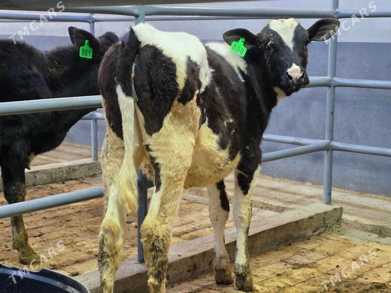 Golişdeýin Tuwe - Кëши - img 1