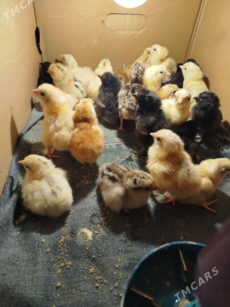 towuk jujeler - Балканабат - img 1