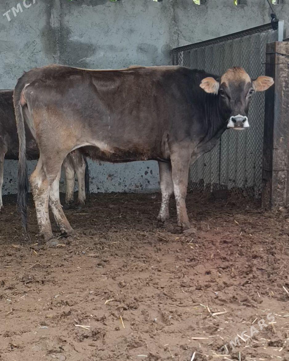 Arginal Kelek Bogaz Sygyr - Гёкдепе - img 1