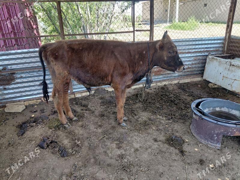 okuz - Мары - img 1