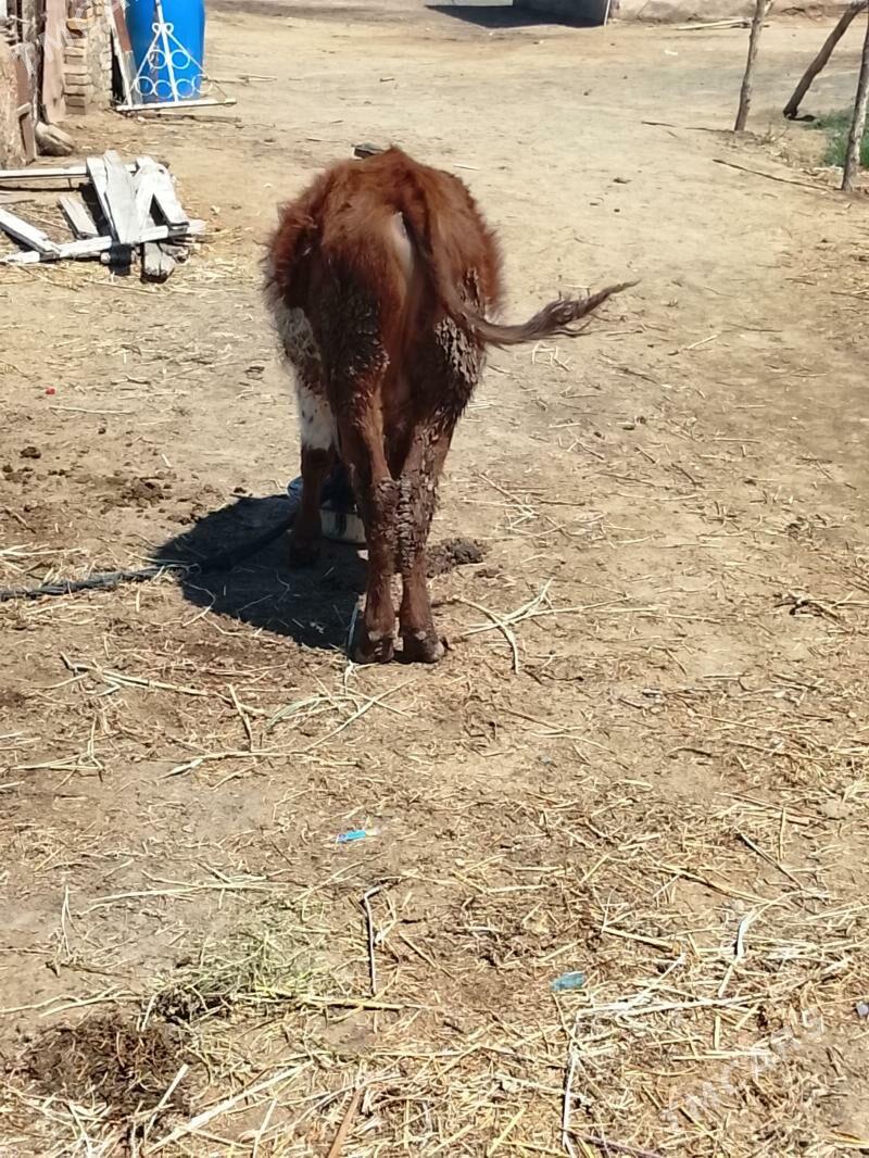 ökz - Babadaýhan - img 1