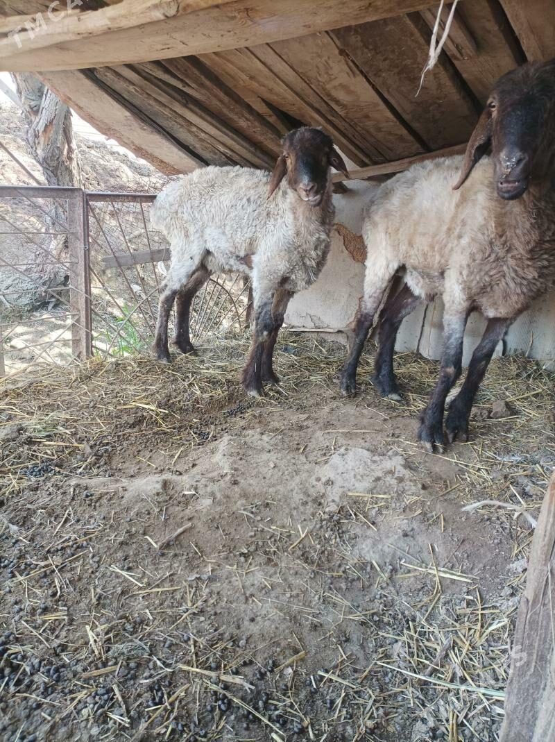 Goç - Türkmenabat - img 1