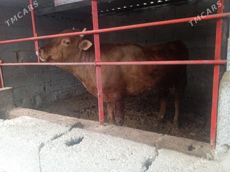 okuz öküz - Gypjak - img 1