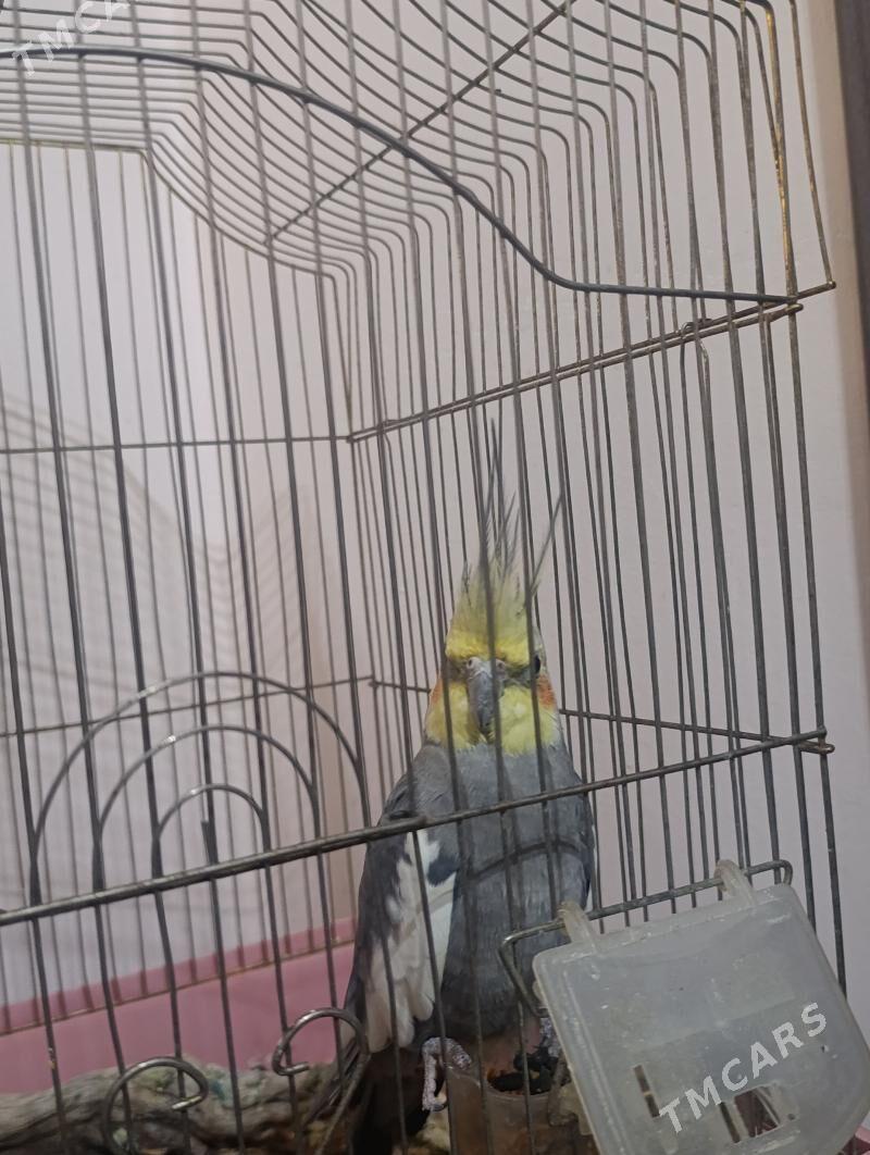 papugay - Bagyr - img 1