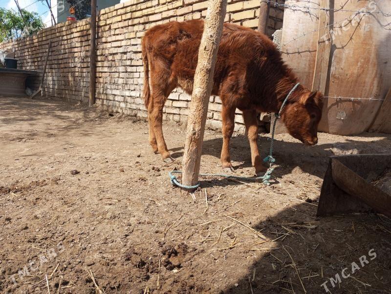 унажынлар - Türkmenabat - img 1