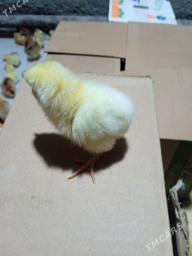 Mesny juyjeler - Туркменабат - img 1