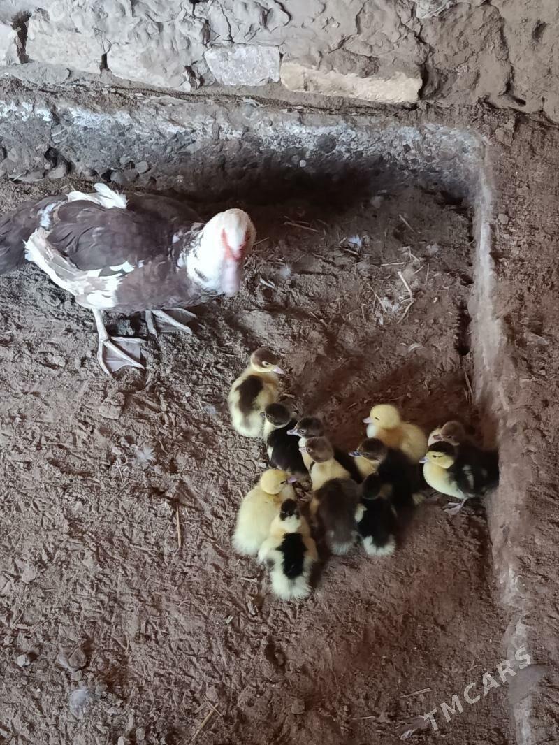 jujeli ordek - Мургап - img 1