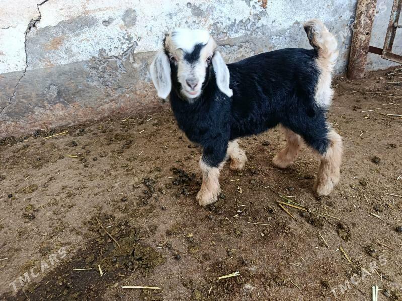 owlak - Aşgabat - img 1