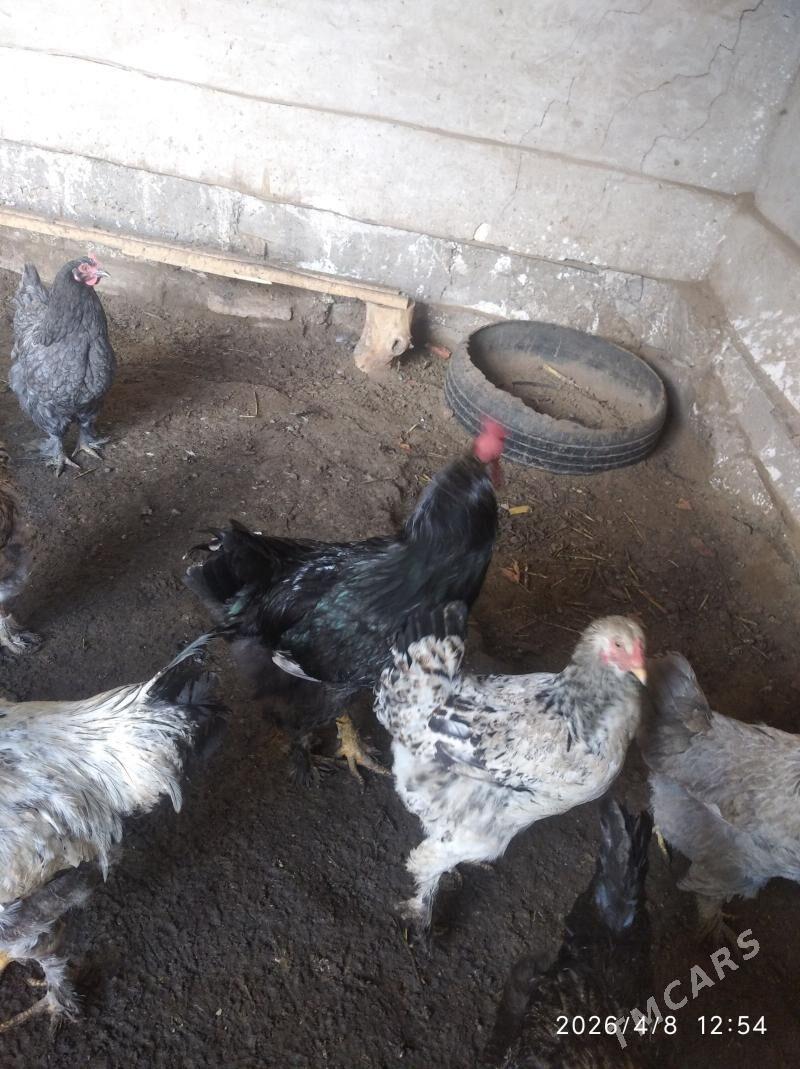 Brama towuk - Gurbansoltan Eje - img 1