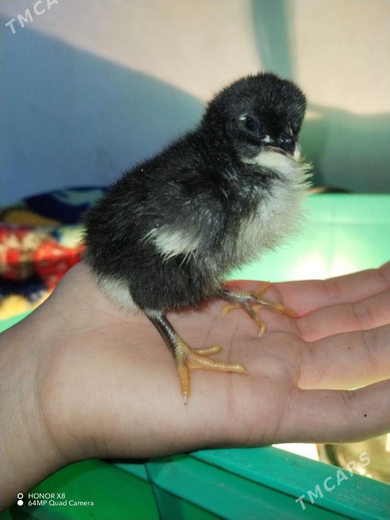 jersi jüyje - Hazar - img 1