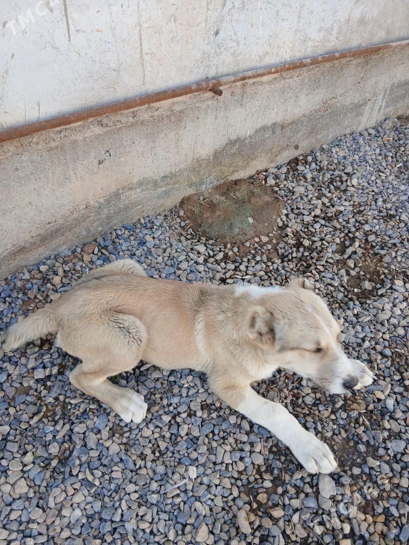 turkmen it - Теджен - img 1