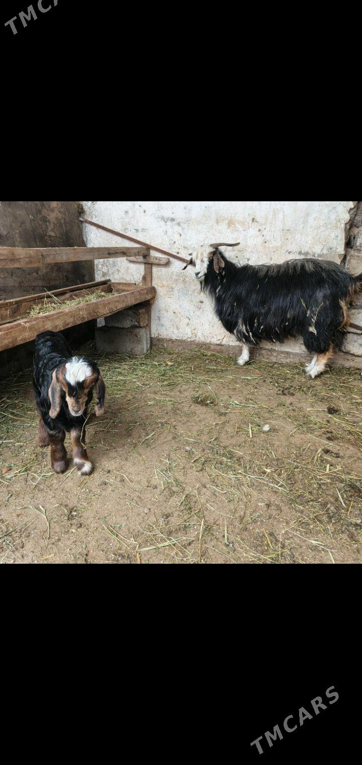 Owlakly geci - Garadamak - img 1