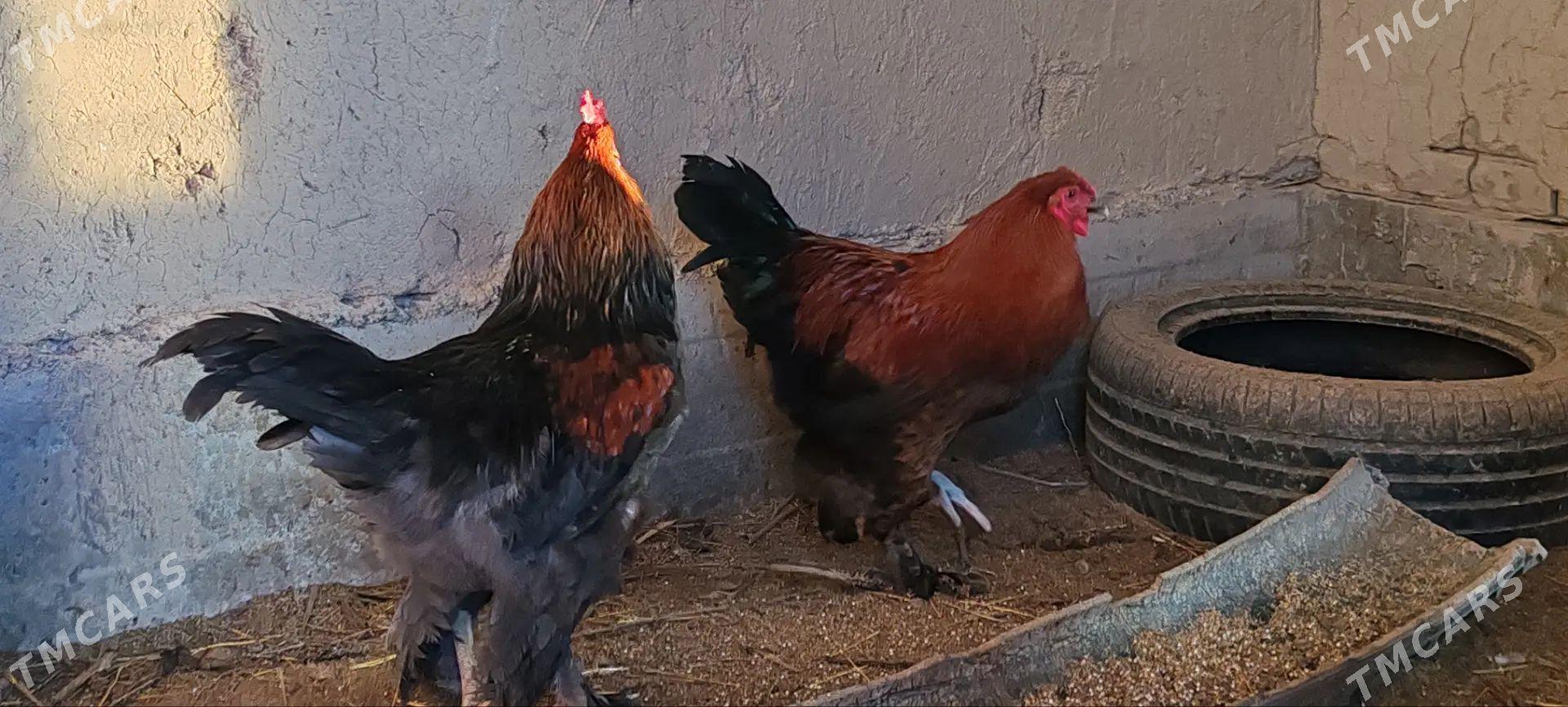 towuk,juyje - Köneürgenç - img 1