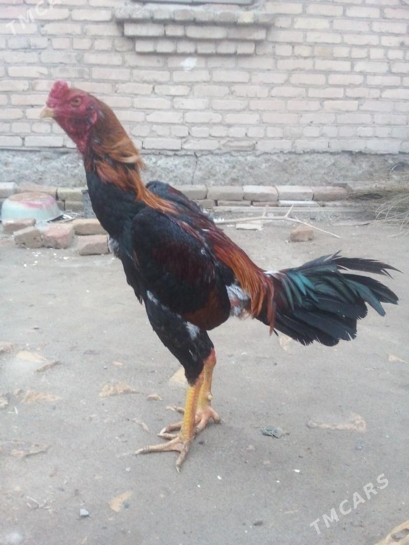 HORAZ - Саят - img 1