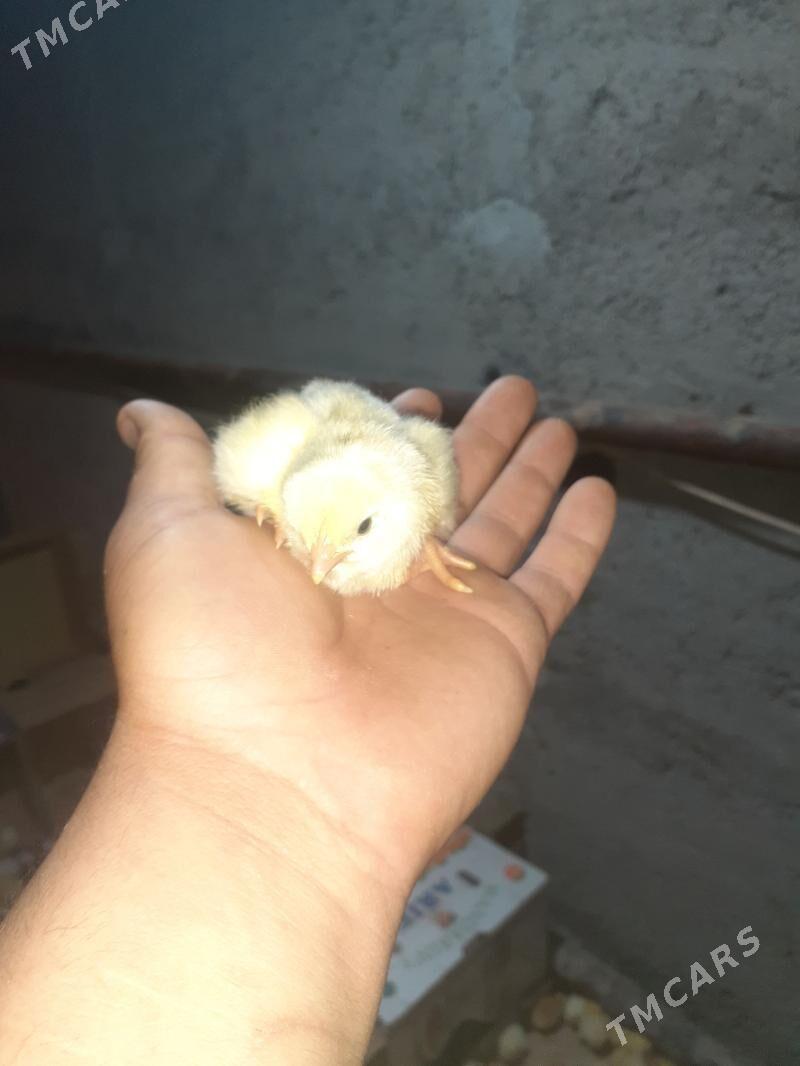 Mesny juyjeler - Türkmenabat - img 1