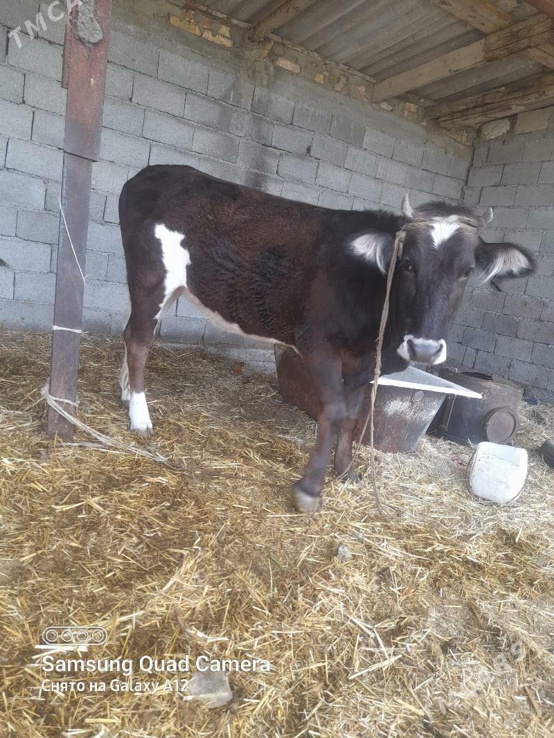 Tohym Tuwe - Gökdepe - img 1