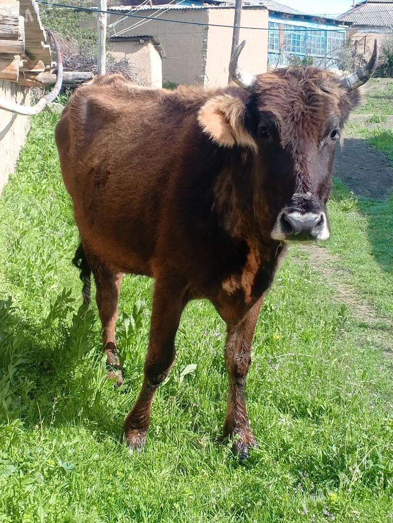 Sygyr öküz - Magtymguly - img 1