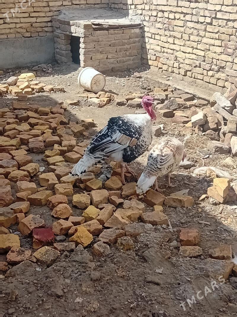 indik para - Туркменабат - img 1