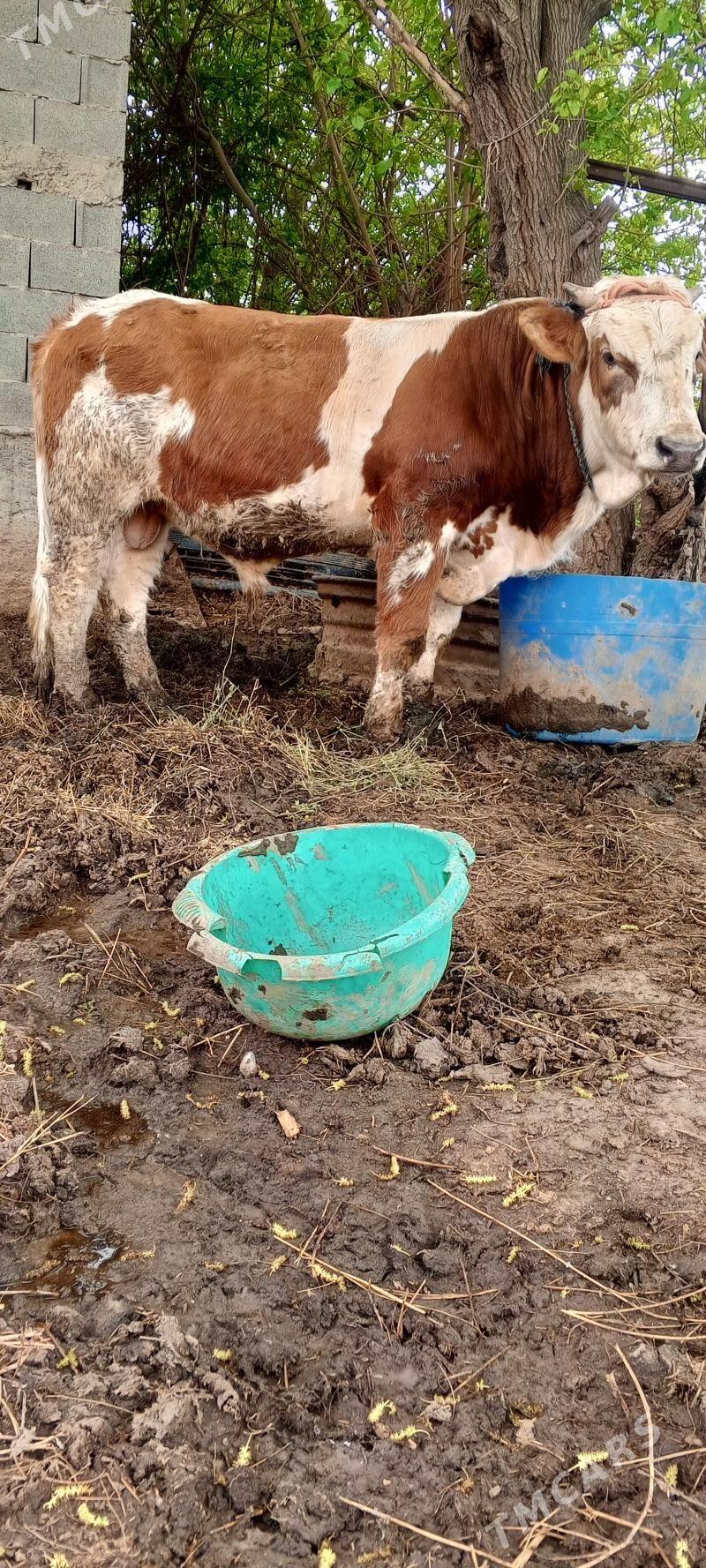 öküz ler - Гёкдепе - img 1