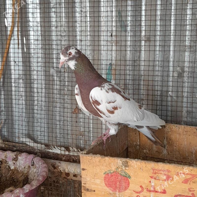 kepderi - Mary - img 1