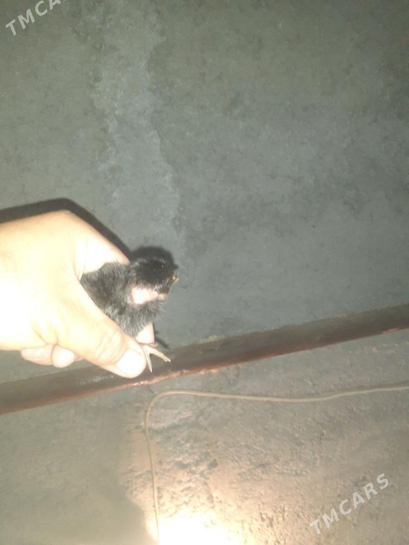 Galaseyka juyjeler - Türkmenabat - img 1