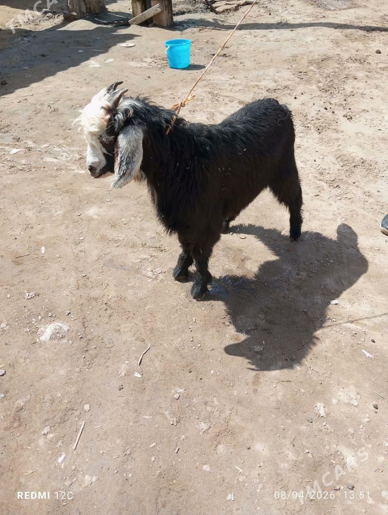 serke owlak - Фарап - img 1