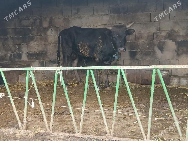 okuz - Bäherden - img 1