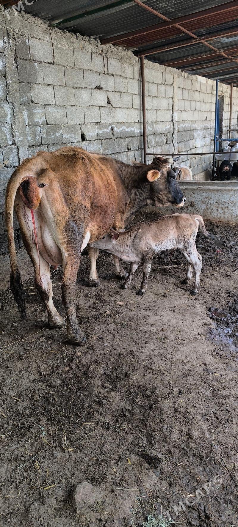 Göleli sygyr - Çoganly - img 1