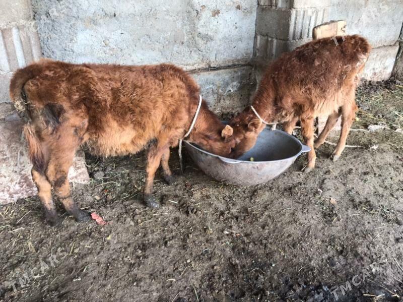 okuzce tuwe - Garadamak Şor - img 1