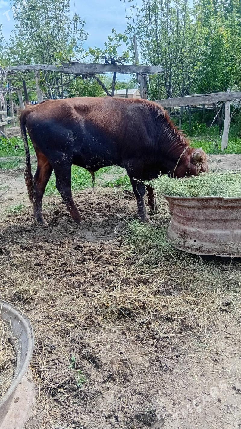 okuzler - Kaka - img 1