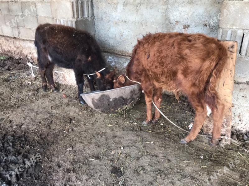 okuzce tuwe - Garadamak Şor - img 1